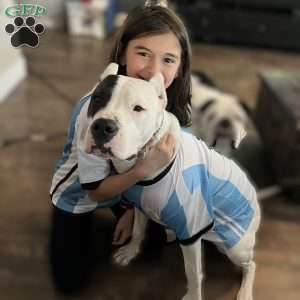 Duff, Dogo Argentino Puppy